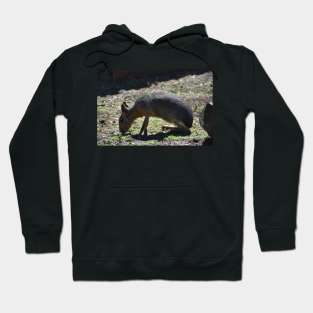 Patagonian Cavy Hoodie